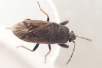 Megalonotus emarginatus