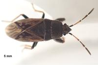 Megalonotus emarginatus