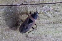 Xanthochilus quadratus