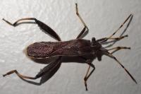 Camptopus lateralis