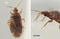 Cardiastethus fasciiventris