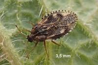 Dictyla humuli