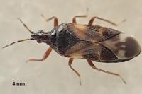 Anthocoris nemoralis