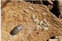 Corythucha ciliata