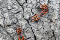 Pyrrhocoris apterus