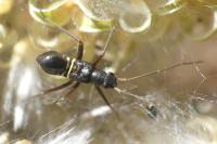 Miris striatus