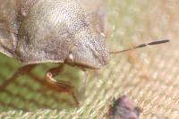 Eurygaster testudinaria