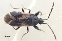Taphropeltus contractus