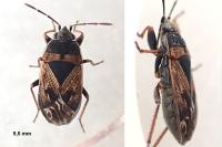 Trapezonotus dispar