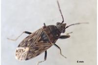 Peritrechus nubilus