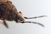 Peritrechus nubilus