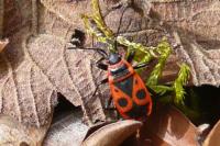 Pyrrhocoris apterus