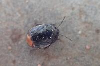 Legnotus limbosus