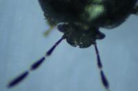 Legnotus limbosus