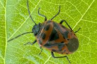 Eurydema ornata