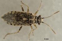 Brachycarenus tigrinus