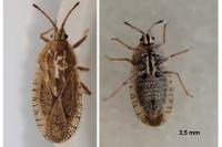 Tingis auriculata