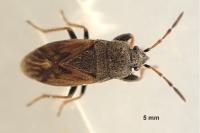 Megalonotus sabulicola