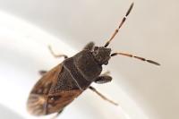 Megalonotus sabulicola