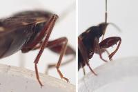 Eremocoris podagricus