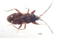 Eremocoris podagricus