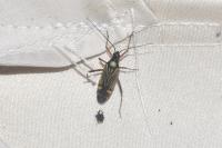Miris striatus