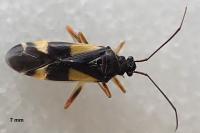 Dryophilocoris flavoquadrimaculatus