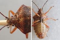 Elasmucha fieberi