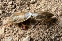 Aelia acuminata
