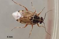 Deraeocoris punctulatus