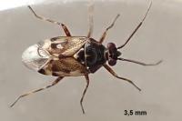 Deraeocoris punctulatus