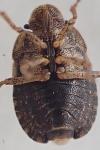 Sciocoris microphthalmus