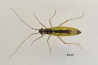 Teratocoris antennatus