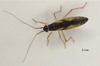 Teratocoris antennatus