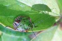 Nezara viridula