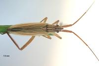Notostira elongata