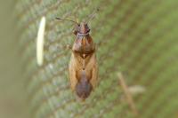 Cymus glandicolor