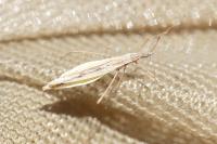 Berytinus clavipes