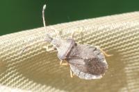 Enoplops scapha