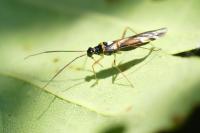 Cyllecoris histrionius