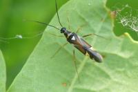 Cyllecoris histrionius