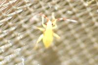 Campyloneura virgula