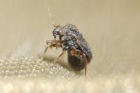 Charagochilus gyllenhalii