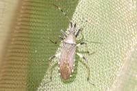 Dicranocephalus albipes