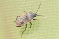 Graptopeltus lynceus