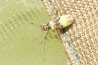 Closterotomus fulvomaculatus