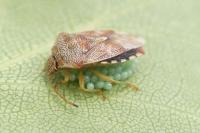 Elasmucha grisea