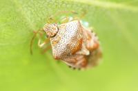 Elasmucha grisea