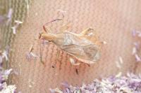 Ceraleptus lividus