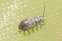 Heterocordylus tibialis